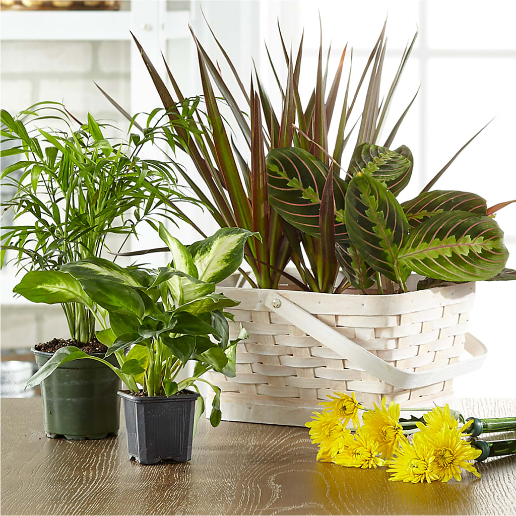 Florist Designed Blooming and Green Plants in a Basket – The Bay Window Llc, Garrettsville OH