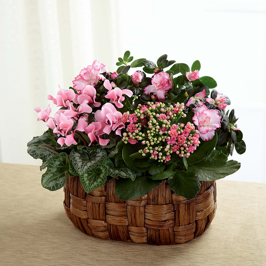 Pink Assortment – The Bay Window Llc, Garrettsville OH