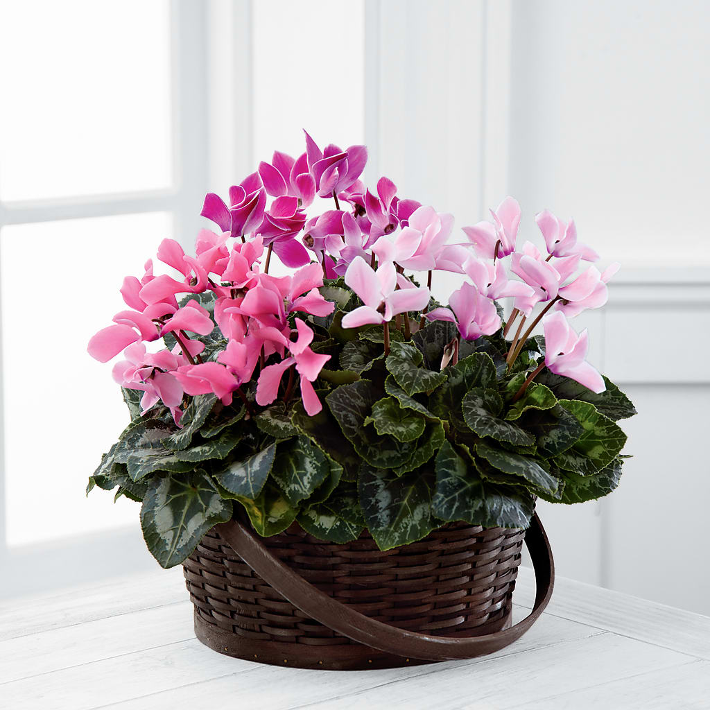 Mixed Cyclamen Planter – The Bay Window Llc, Garrettsville OH
