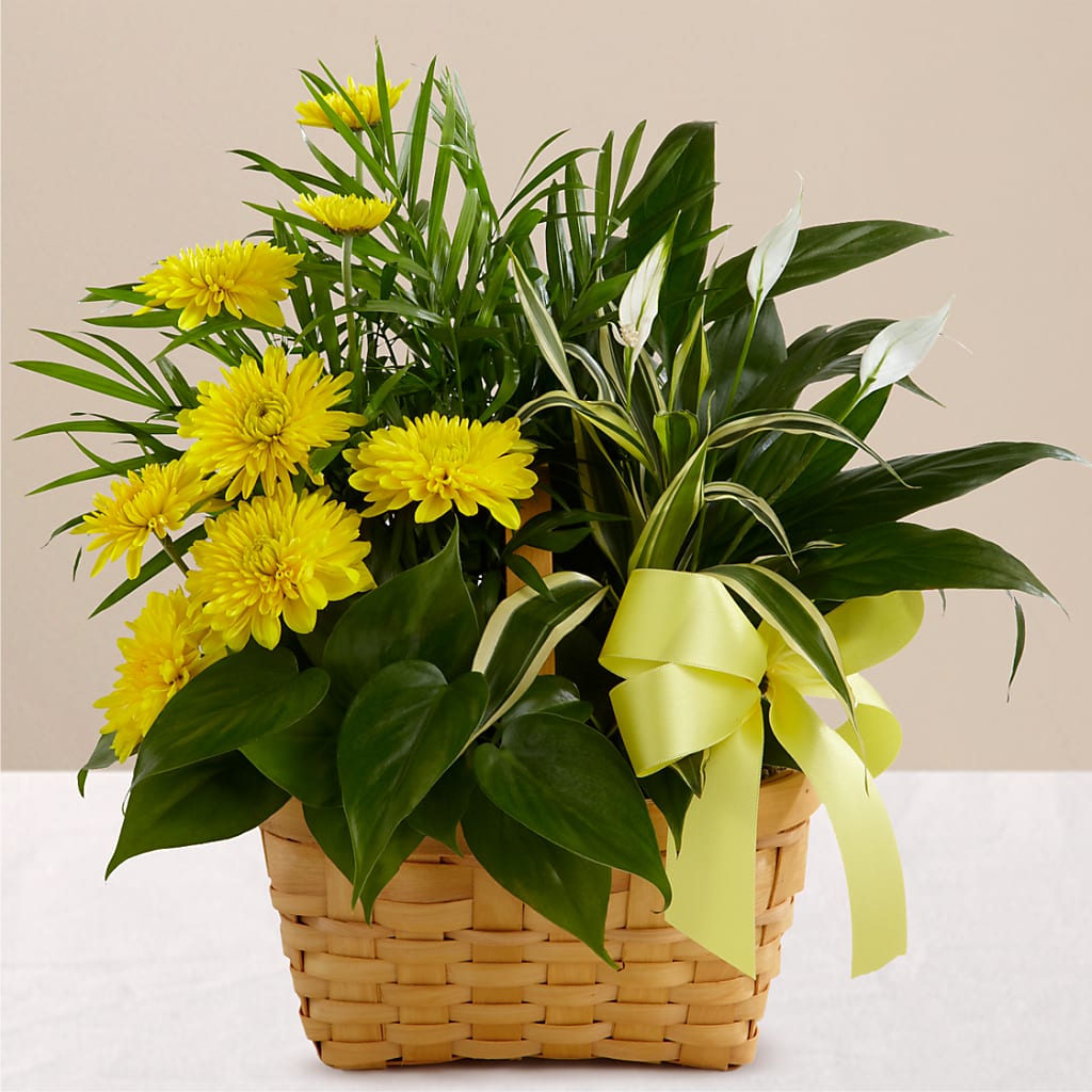 Loving Light Dishgarden – The Bay Window Llc, Garrettsville OH