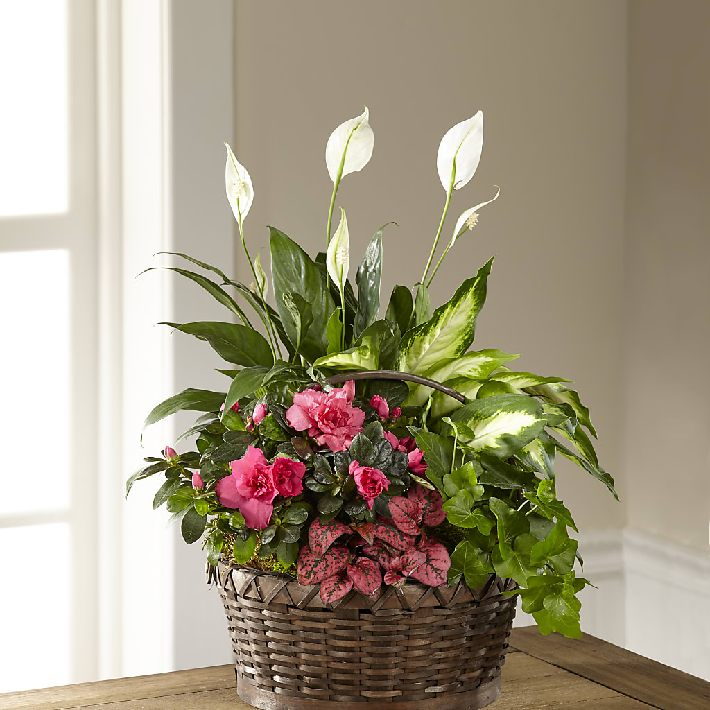 Dream in Pink Dishgarden – The Bay Window Llc, Garrettsville OH