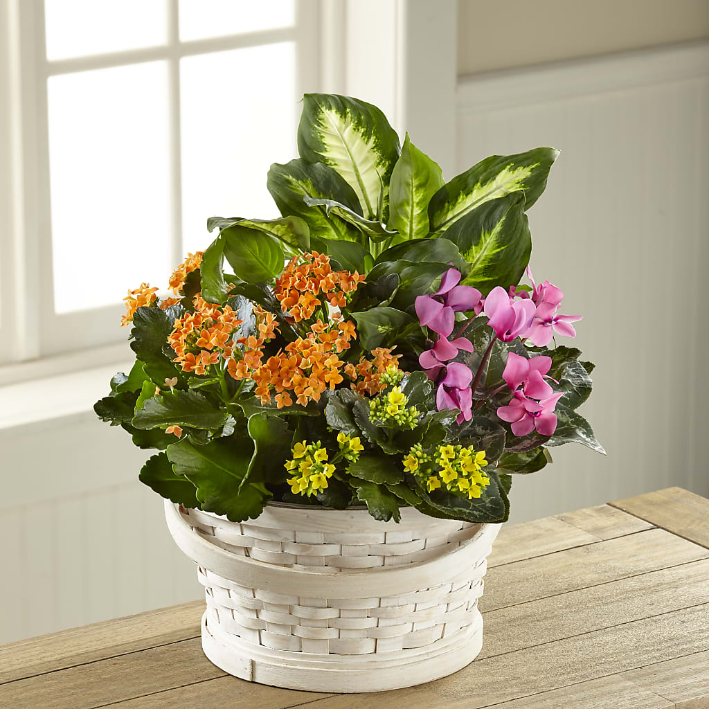 Color Crush Dishgarden – The Bay Window Llc, Garrettsville OH