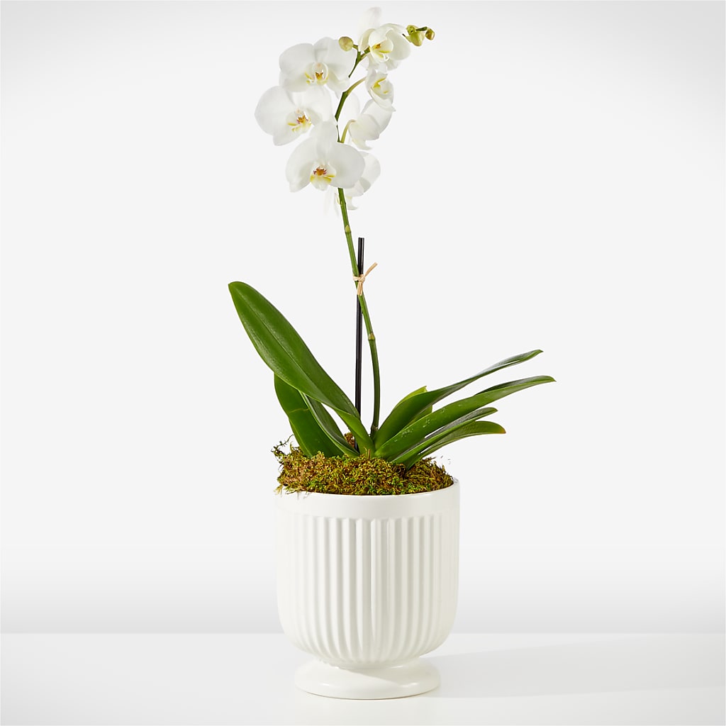 Whispering White Orchid – The Bay Window Llc, Garrettsville OH