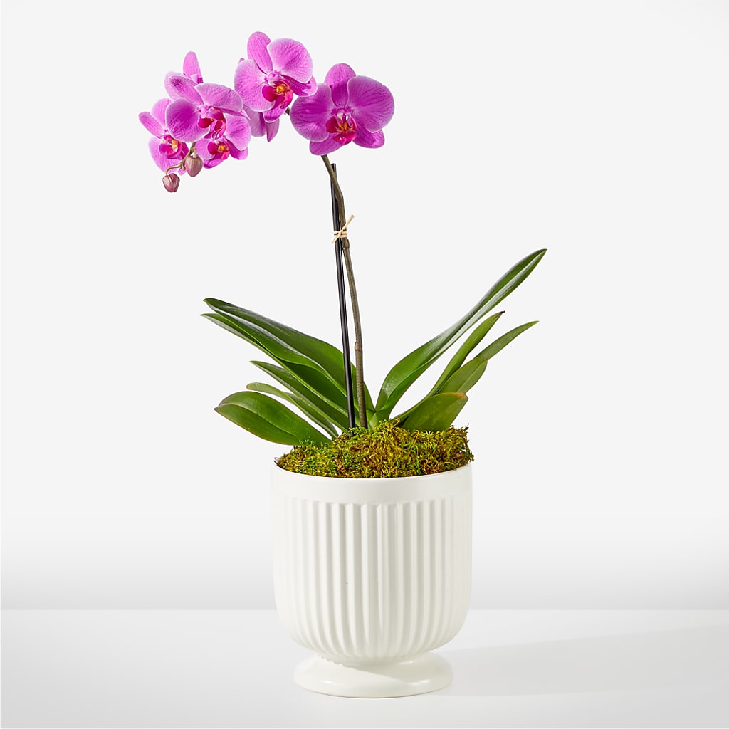 Friendly Fuchsia Orchid – The Bay Window Llc, Garrettsville OH