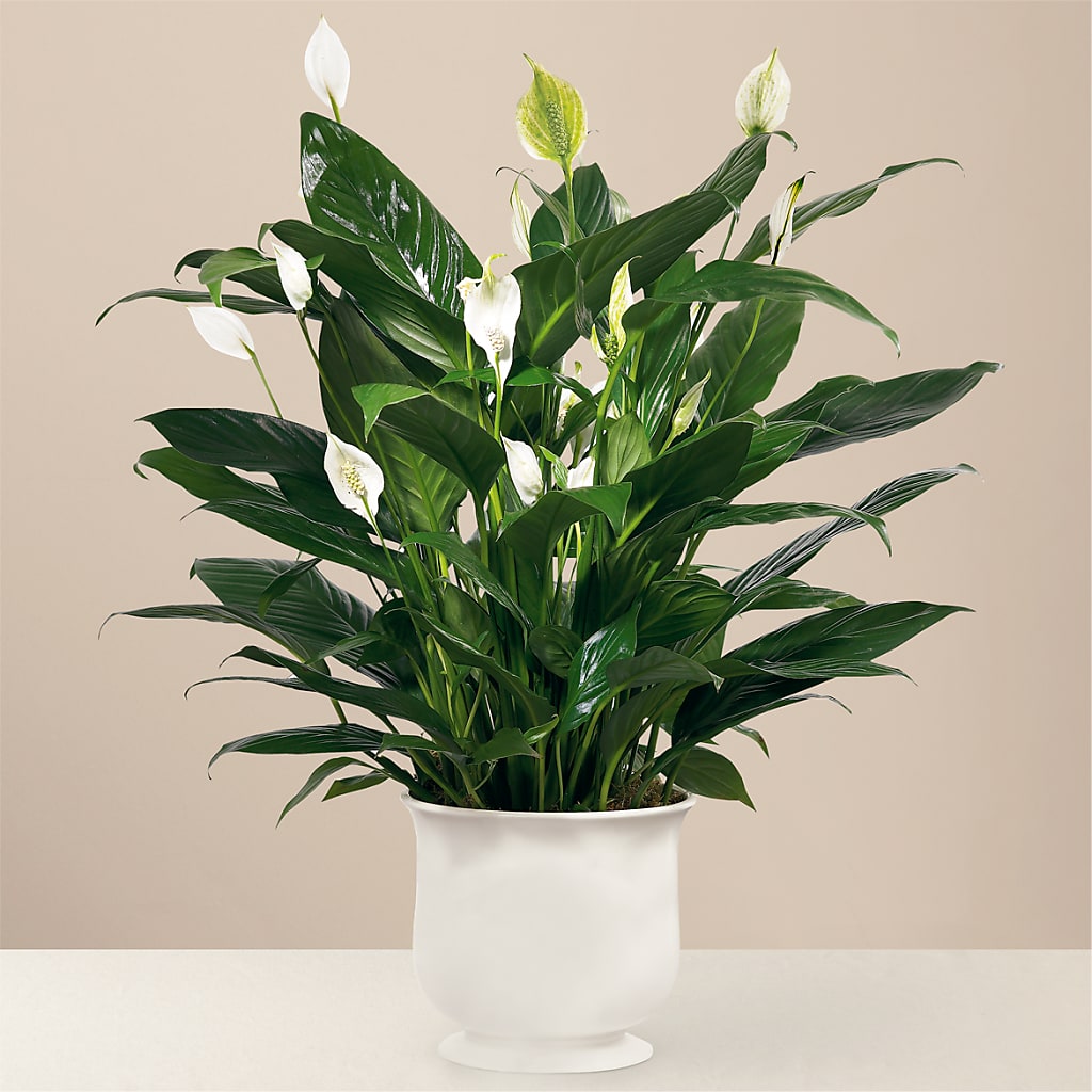 Comfort Planter – The Bay Window Llc, Garrettsville OH