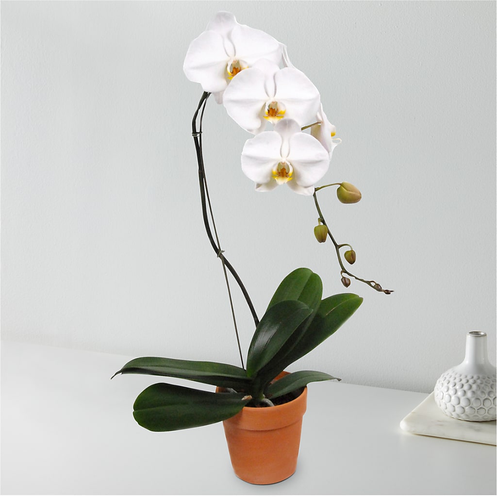 White Cascading Orchid – The Bay Window Llc, Garrettsville OH