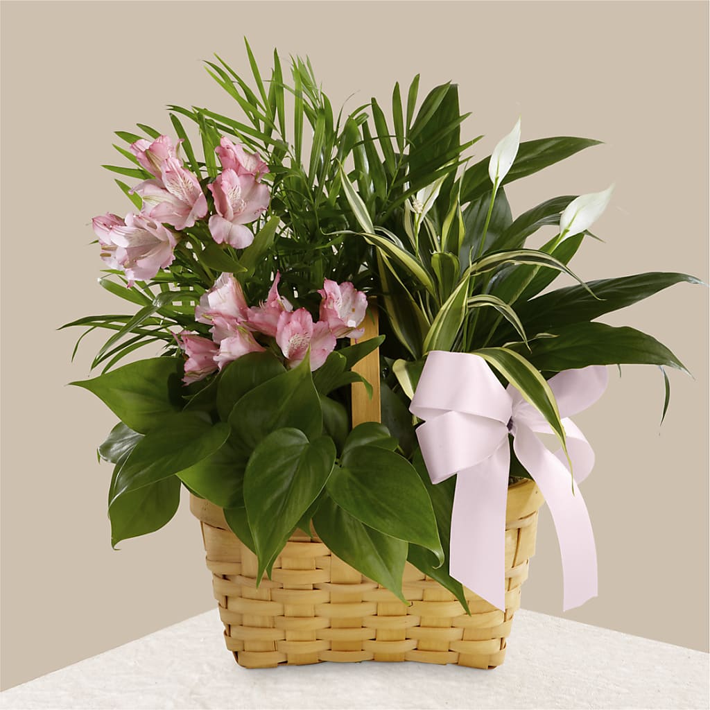 Living Spirit Dishgarden – The Bay Window Llc, Garrettsville OH