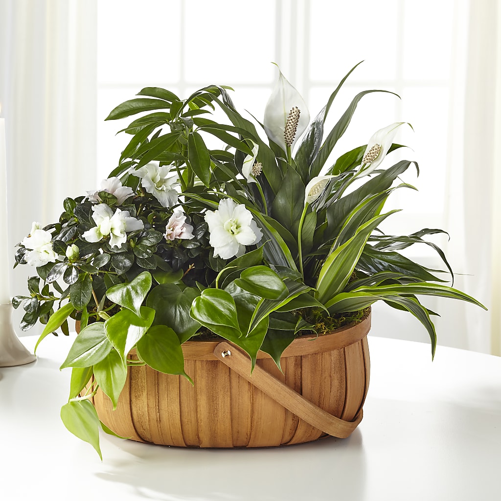Serene Dishgarden – The Bay Window Llc, Garrettsville OH