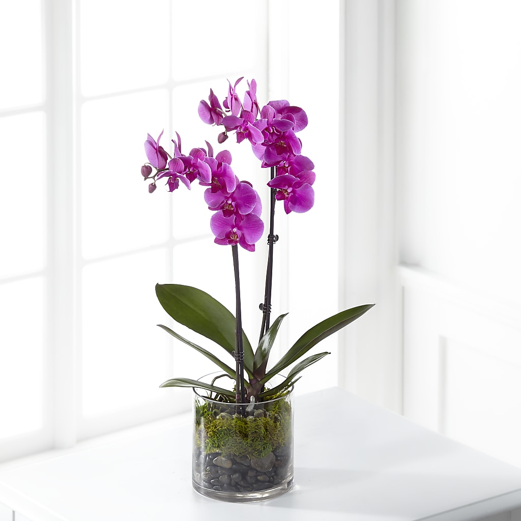 Pink Orchid Plant – The Bay Window Llc, Garrettsville OH