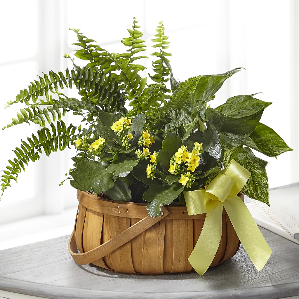 Always Dear Dishgarden – The Bay Window Llc, Garrettsville OH