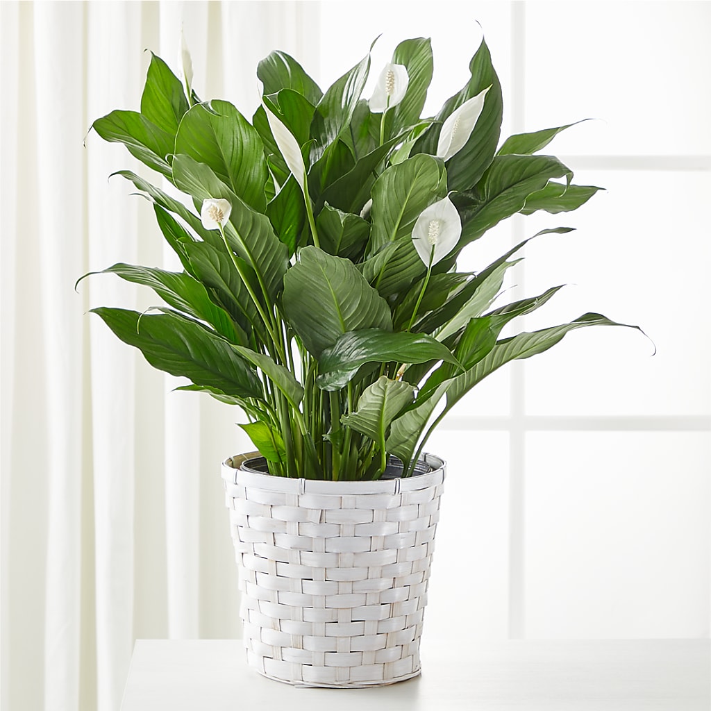 A New Leaf Peace Lily – The Bay Window Llc, Garrettsville OH
