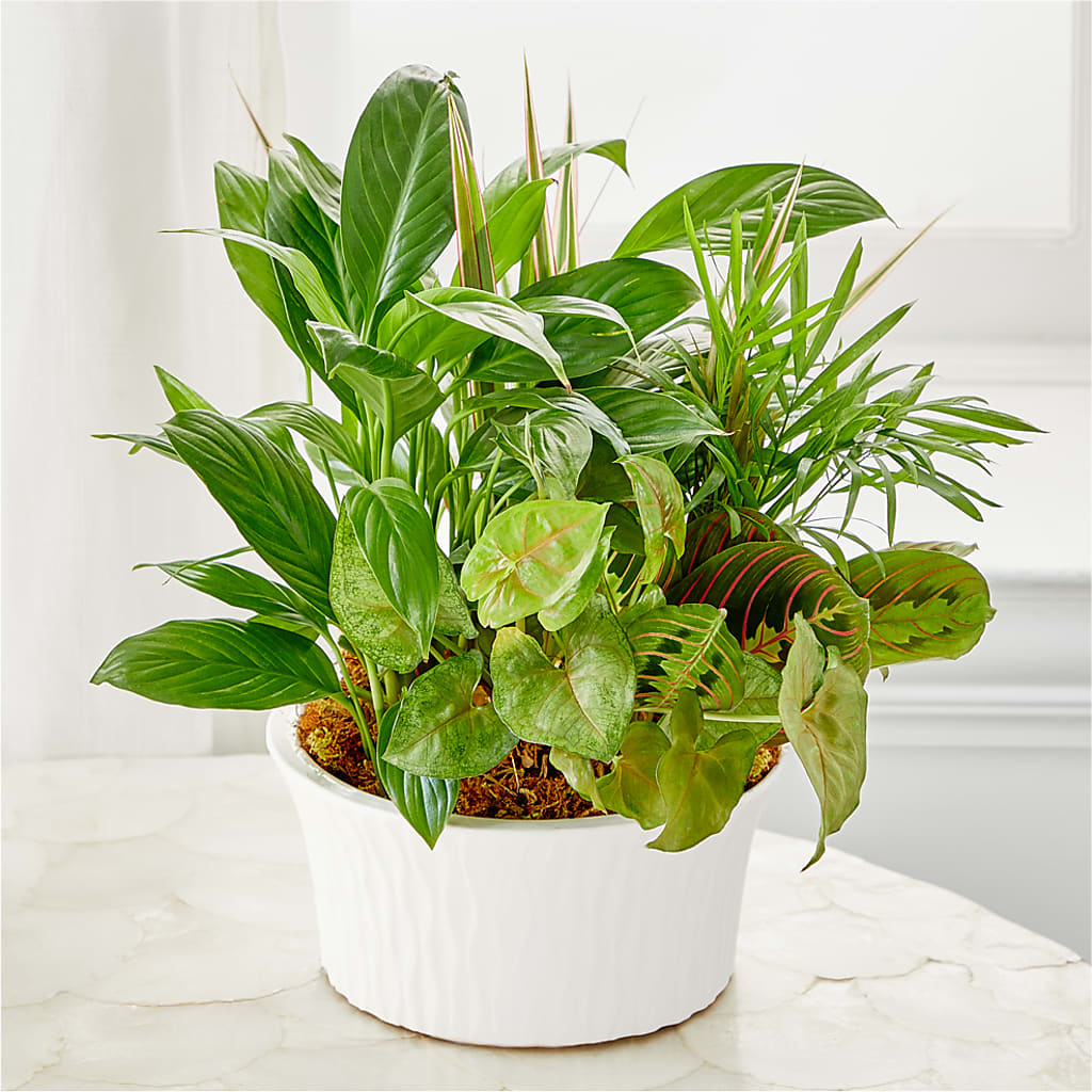 Balance & Harmony Dishgarden – The Bay Window Llc, Garrettsville OH