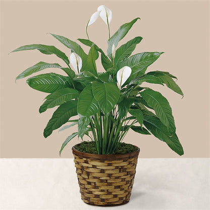 Tranquil Moments Peace Lily Plant –  The Bay Window Llc, Garrettsville OH