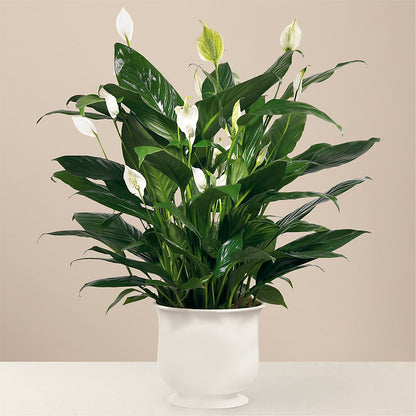 Comfort Planter –  The Bay Window Llc, Garrettsville OH