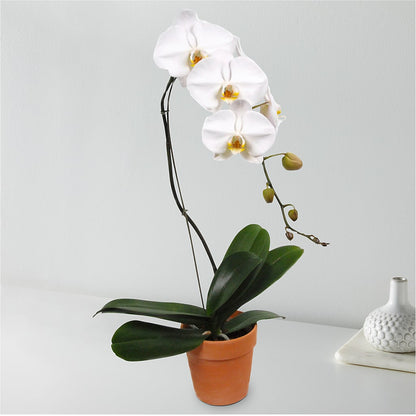 White Cascading Orchid –  The Bay Window Llc, Garrettsville OH