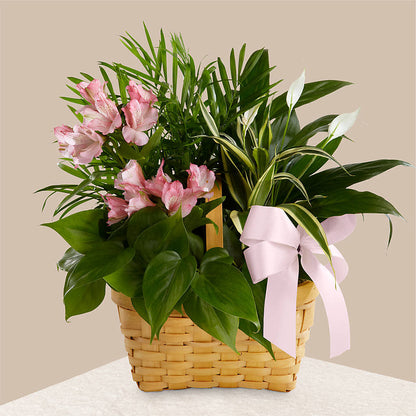 Living Spirit Dishgarden –  The Bay Window Llc, Garrettsville OH