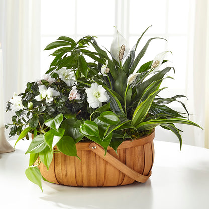Serene Dishgarden –  The Bay Window Llc, Garrettsville OH